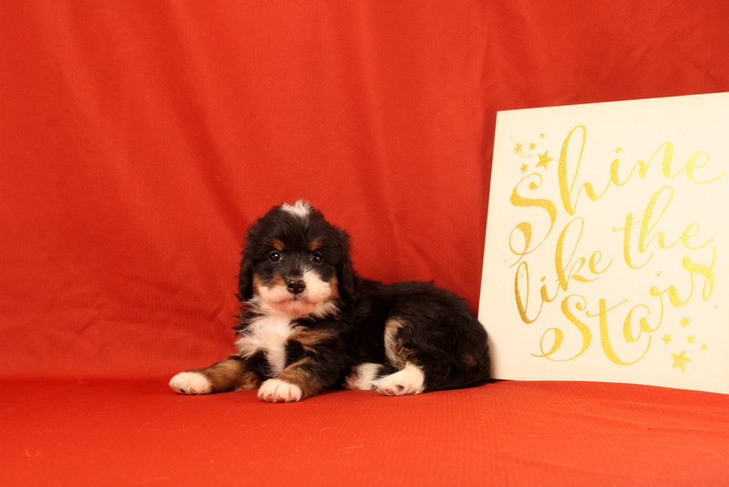 puppy, for, sale, Mini Bernedoodle F2, Matthew B. Stoltzfus, dog, breeder, Gap, PA, dog-breeder, puppy-for-sale, forsale, nearby, find, puppyfind, locator, puppylocator, aca